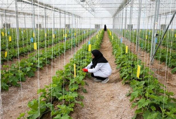 صدور مجوز ۳۲۰ هکتار گلخانه در شهرستان درگزین