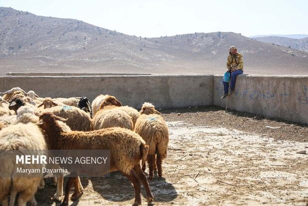 قادری:بیش از ۱۴۰ هزار رأس دام در تربت حیدریه تحت پوشش بیمه قرار گرفتند