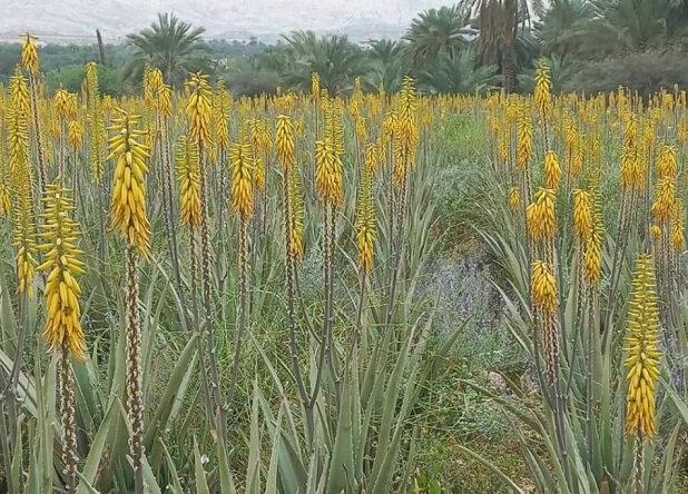 برداشت «آلوئه‌ورا» از مزارع موقوفه در شهرستان جم