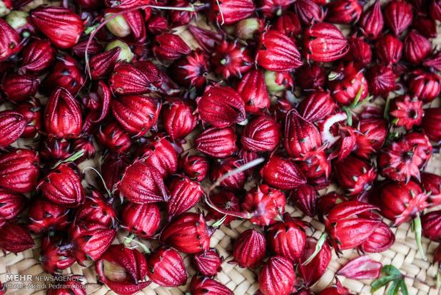 سیستان و بلوچستان رتبه نخست تولید چای ترش در کشور است
