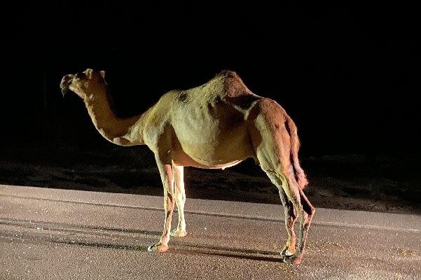 تصادف خودرو با شتر در شیبکوه موجب درگیری خونین دو طایفه شد