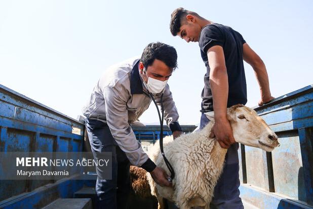 اجرای رزمایش دامپزشکی در ۱۲ روستای گلوگاه