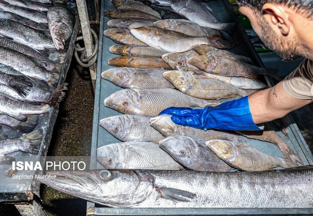 ماهی؛ گزینه‌ای که نباید از سبد غذایی حذف شود