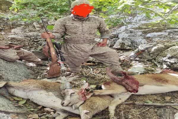شکارچی متخلف دنای شرقی دستگیر شد