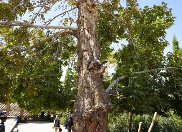 پیر چنار روستای خشوئیه لنجان