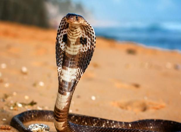 اتفاقی نادر در هند؛ پسربچه ۸ ساله مار سمی کبرا را با گازگرفتن تلف کرد