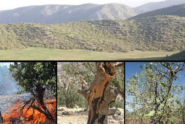 خط‌قرمز اکولوژیک شکست؛ زاگرس در آشفتگی اقلیمی