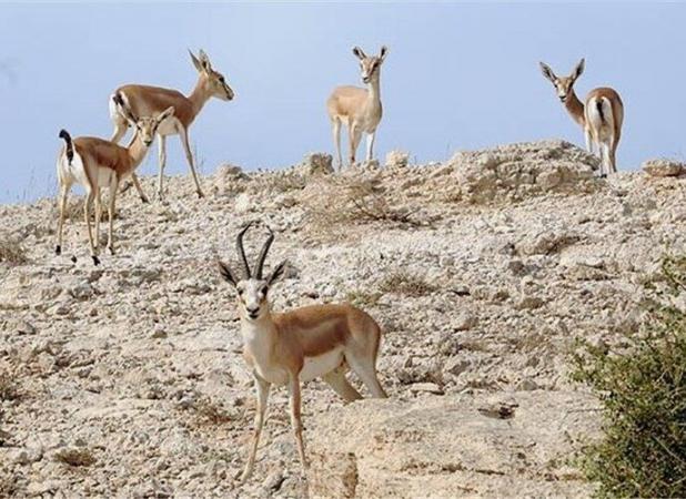 سرشماری پاییزه پستانداران در هرمزگان آغاز شد