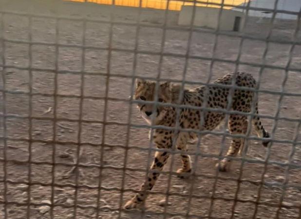 مشاهده ۶ یوزپلنگ آسیایی در پناهگاه میاندشت