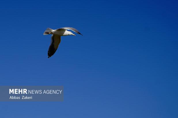 پرندگان مهاجر در میاندشت؛ زندگی در دل کویر جان گرفت