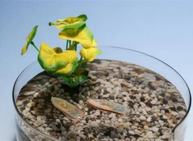 ساخت ربات‌های خوراکی برای پاک‌سازی آب و تغذیه ماهی‌ها