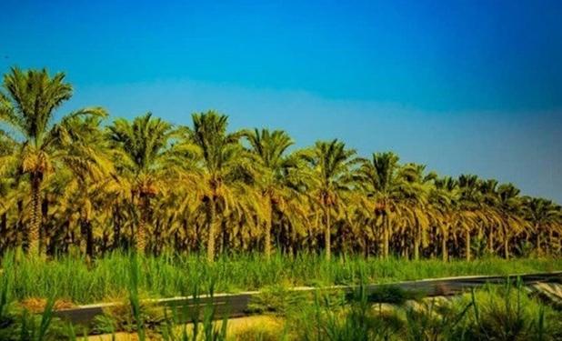قطع دست خارجی‌ها با ضایعات نخل دربوشهر!+عکس