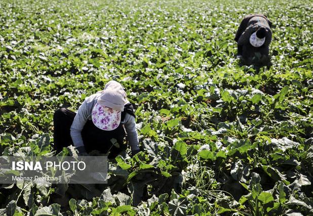 اطلاعیه جهادکشاورزی خوزستان در پی هشدار سطح نارنجی