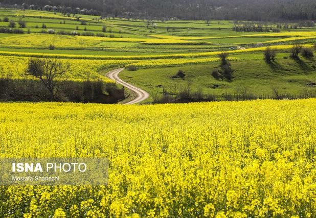 رونق کشت کلزا در دهلران با وجود چالش آبی