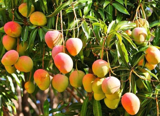 هسته‌ای در کشاورزی – ۴| کاهش مؤثر ضایعات با پرتودهی هسته‌ای