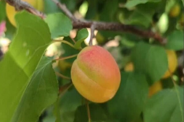 برداشت زردآلو از باغات چهارمحال و بختیاری آغاز شد