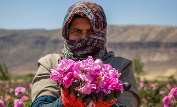 آغاز برداشت گل محمدی از گلستان‌های خراسان‌جنوبی