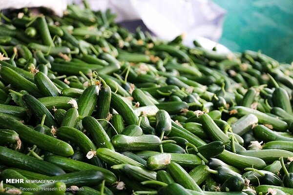 میدان عرضه و فروش خیار سبز در هشتبندی هرمزگان