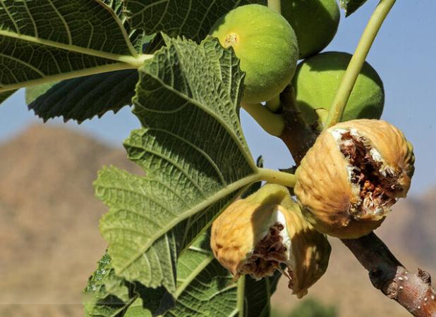 انجیر استهبان؛ طعمی شیرین و طبیعی از دل باغ‌های فارس