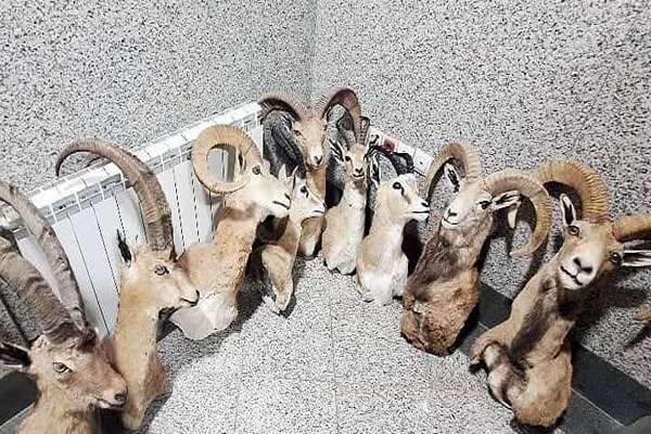 کشف گونه‌های جانوری تاکسیدرمی قاچاق در مرز باشماق مریوان