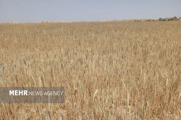 مبارزه با آفت سن گندم در ۳۵۵ هزار هکتار از مزارع کرمانشاه
