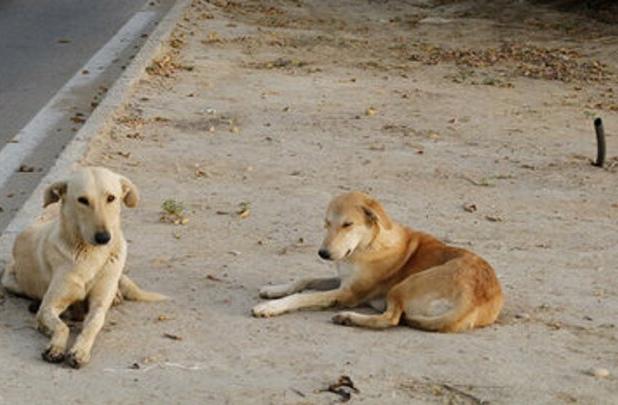 حال کودک قربانی سگ‌گزیده مساعد است
