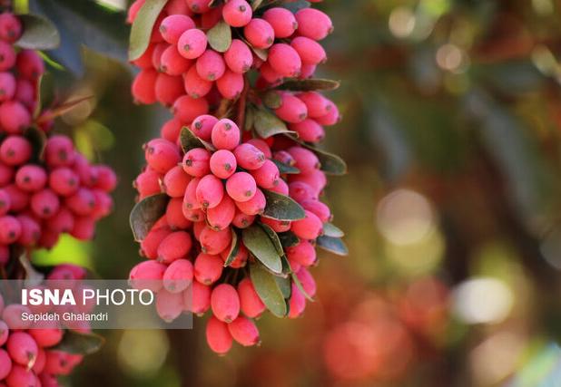 خراسان جنوبی بیش از ۹۸ درصد زرشک جهان را تولید می‌کند