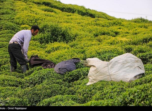 پایان خرید تضمینی برگ سبز چای/ 98 هزار تن چای از چایکاران خریداری شد
