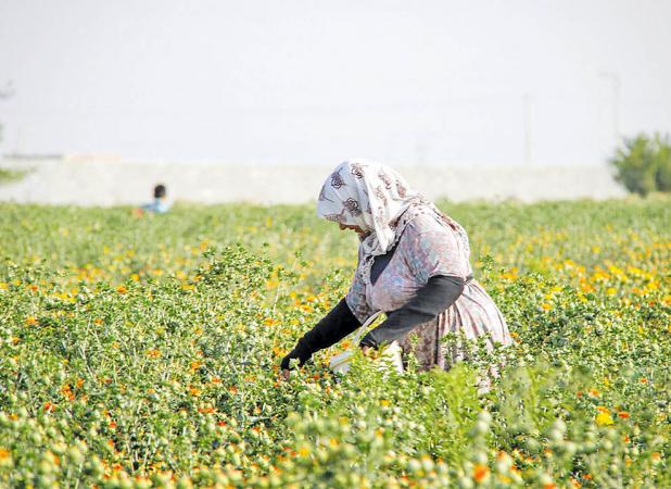 کشت گیاهان دارویی در 70 درصد زمین‌های کشاورزی