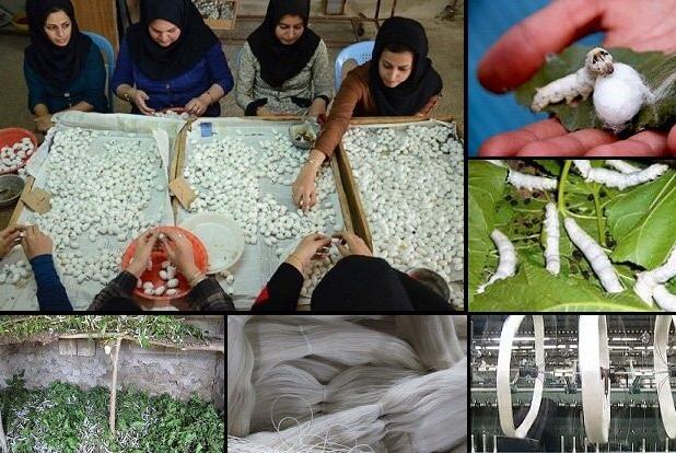 تولید ۶۵۰ هزار نهال توت در سال جاری هدف‌گذاری شد
