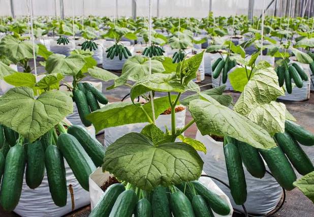 آغاز برداشت نخستین محصول خیار گلخانه‌ای در «دشت‌عباس»