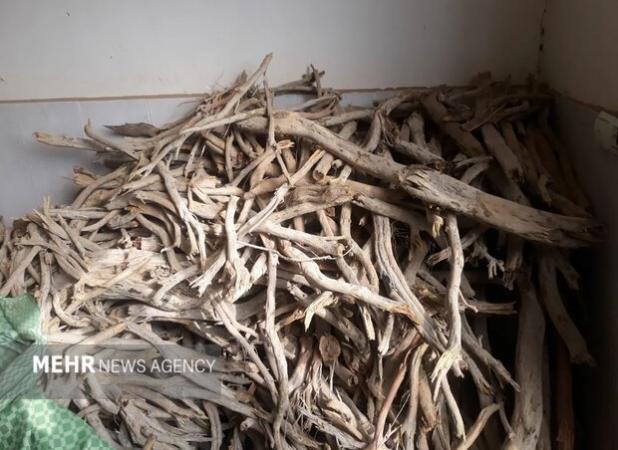 کشف یک تن چوب قاچاق تاغ در میامی