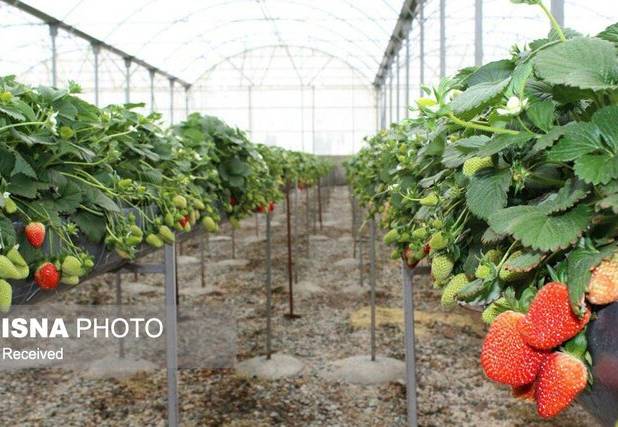 توسعه گلخانه‌ها؛ راهکار کلیدی حفظ تولید و کاهش اتکا به سفره‌های زیرزمینی