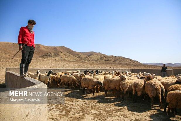 جوادی نژاد: جایگزین‌های موقت برای بازار دام تعطیل شده مشهد تعیین شد