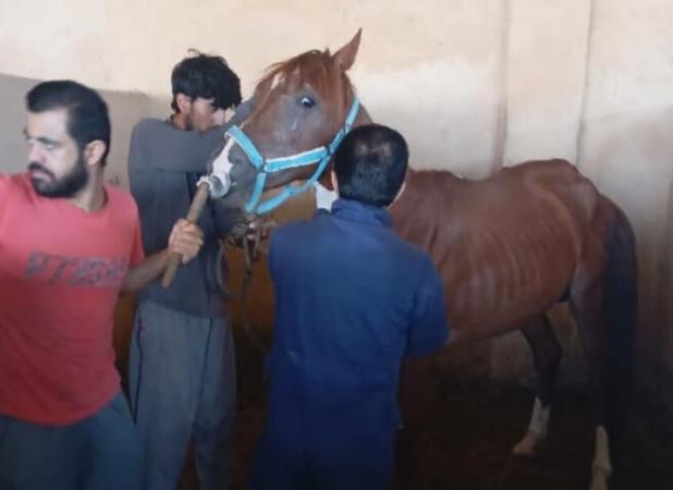 پایش بیماری «مشمشه» در اسبداری‌های شهرستان تنگستان انجام شد