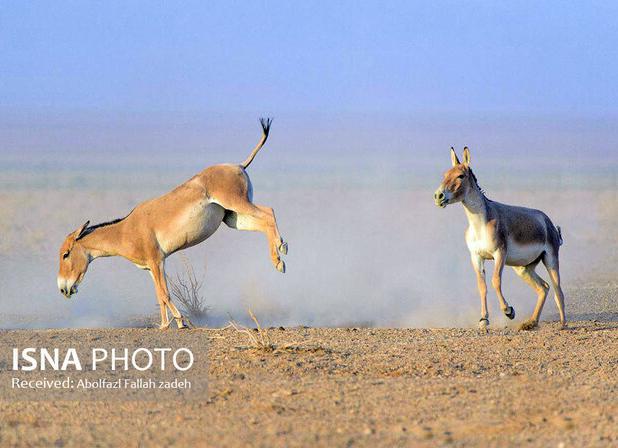 رئیس حفاظت محیط‌زیست شهرستان ابرکوه: گورخرهای پنج‌ انگشت دوباره به دشت‌های ایران بازگشتند