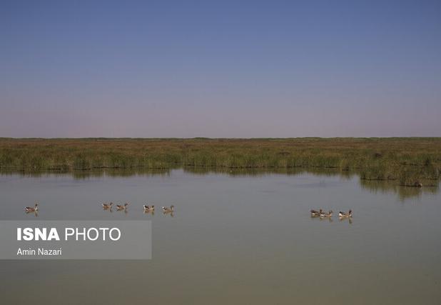 درگیری شکارچی متخلف با محیط‌بانان تالاب «میانگران»