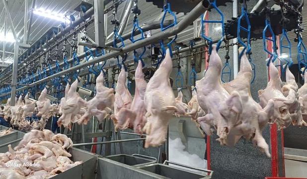 مدیر توسعه بازرگانی جهاد کشاورزی: مازندران ۵۸۶ تُن گوشت مرغ به پایتخت ارسال کرد