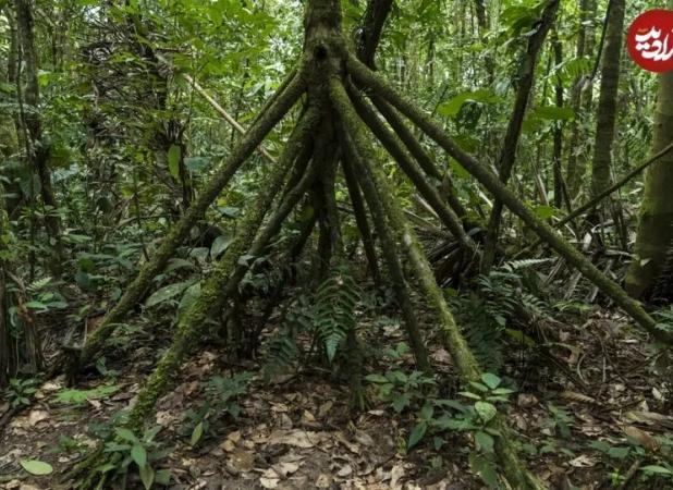 درختی که «پا» دارد و بعضی‌ها می‌گویند «راه می‌رود»
