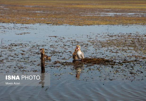 حفاظت از تالاب‌ها عزم ملی و مشارکت مردمی می‌طلبد