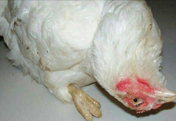 نیوکاسل ۳۰ هزار قطعه مرغ را در خراسان شمالی تلف کرد