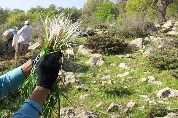 سالانه ۷۳۰تن گیاه دارویی صادر می‌شود؛ کشت در ۳۰میلیون هکتار عرصه طبیعی