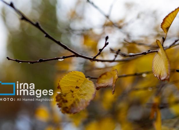 زمان آغاز موج جدید بارش‌ها مشخص شد