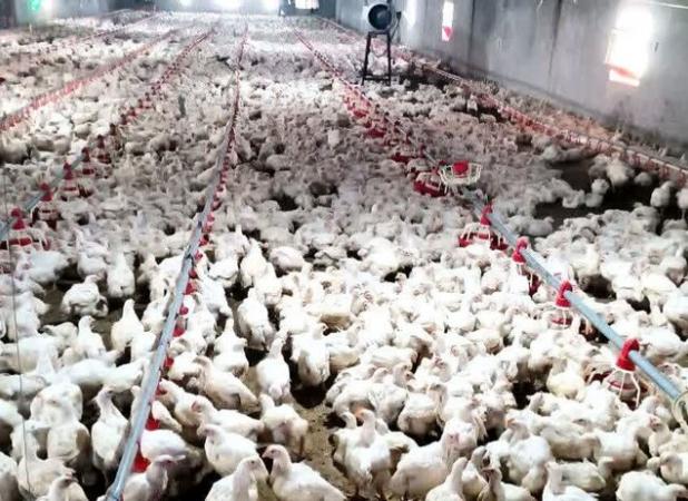 افزایش۱۲میلیونی جوجه ریزی در استان تهران؛بازار مرغ به ثبات می رسد