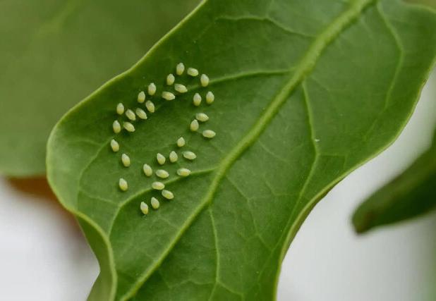 یک پژوهشگر: اقدامات زمستانه برای باغات به کاهش آفات سال آینده کمک می‌کند