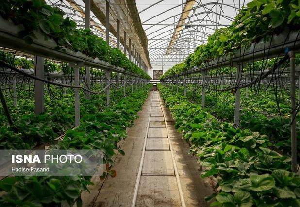 توسعه گلخانه‌ها محور اصلی جهش تولید در لرستان