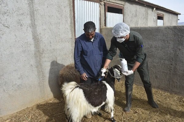 واکسیناسیون بروسلوز دام‌ها در ۱۳۴ روستای منطقه بلوچستان