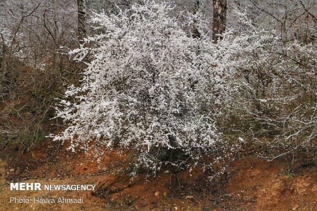 پیش‌بینی مه رقیق و یخبندان صبحگاهی در البرز