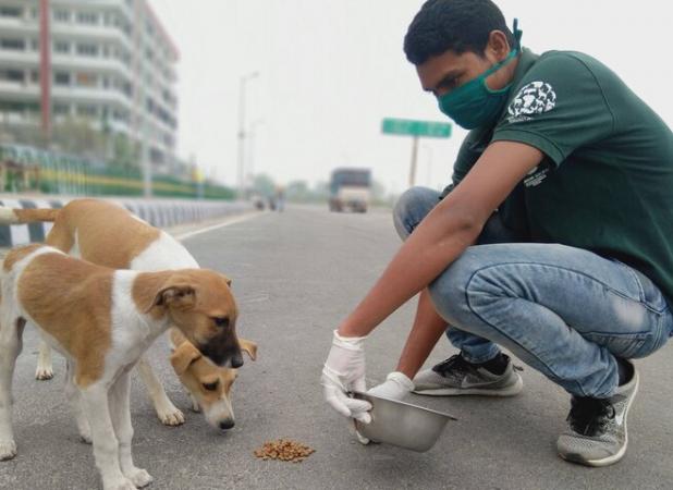 غذارسانی به سگ‌های ولگردآرامش شهروندان را برهم زده است