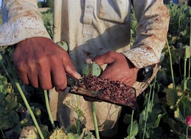 تضمین دولت درباره «کِشت بدون نَشت خشخاش» چیست؟